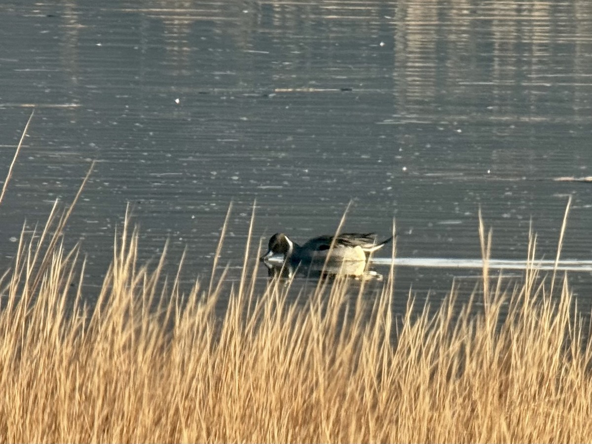 Spießente - ML646541330