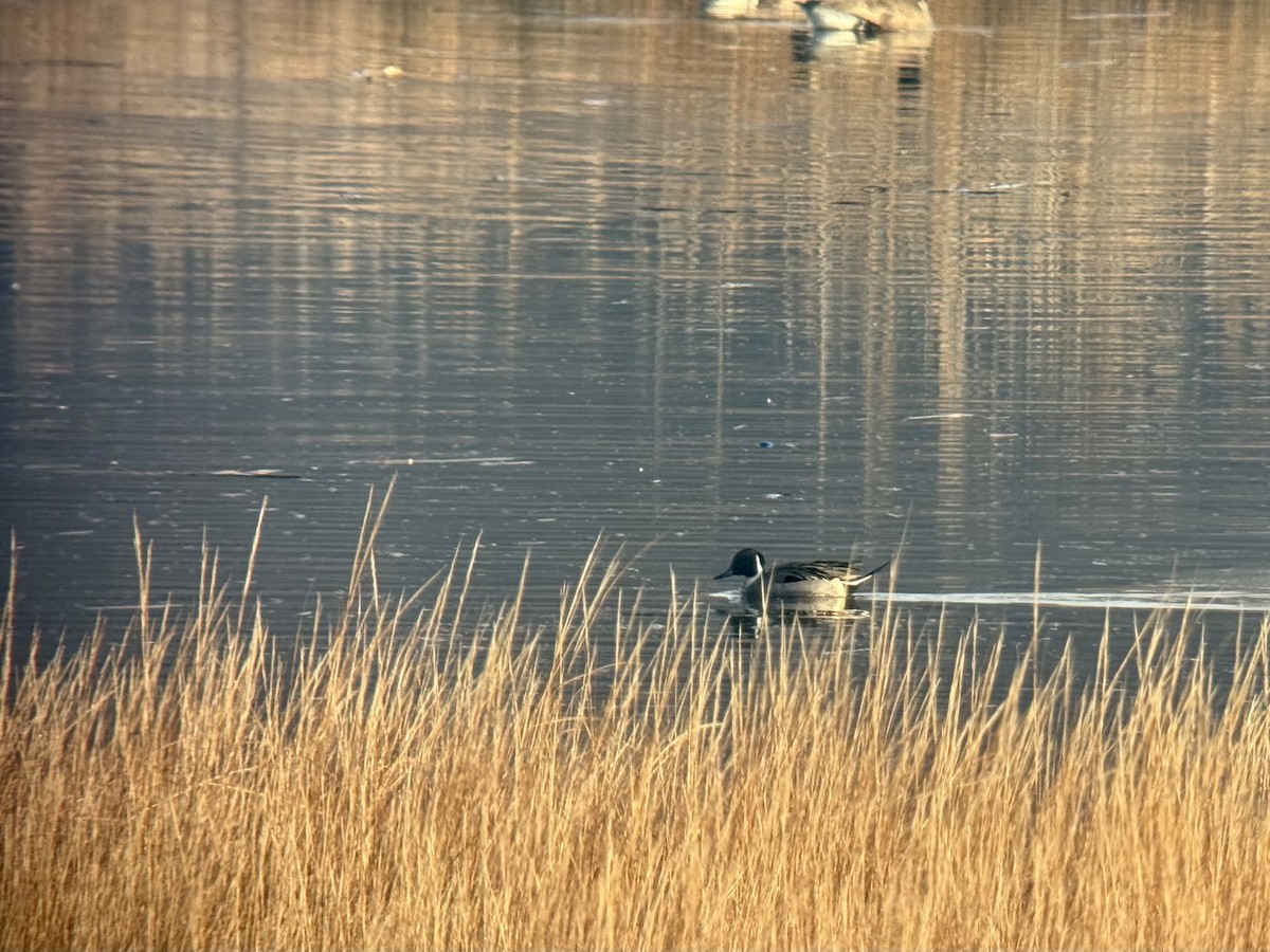 Spießente - ML646541331