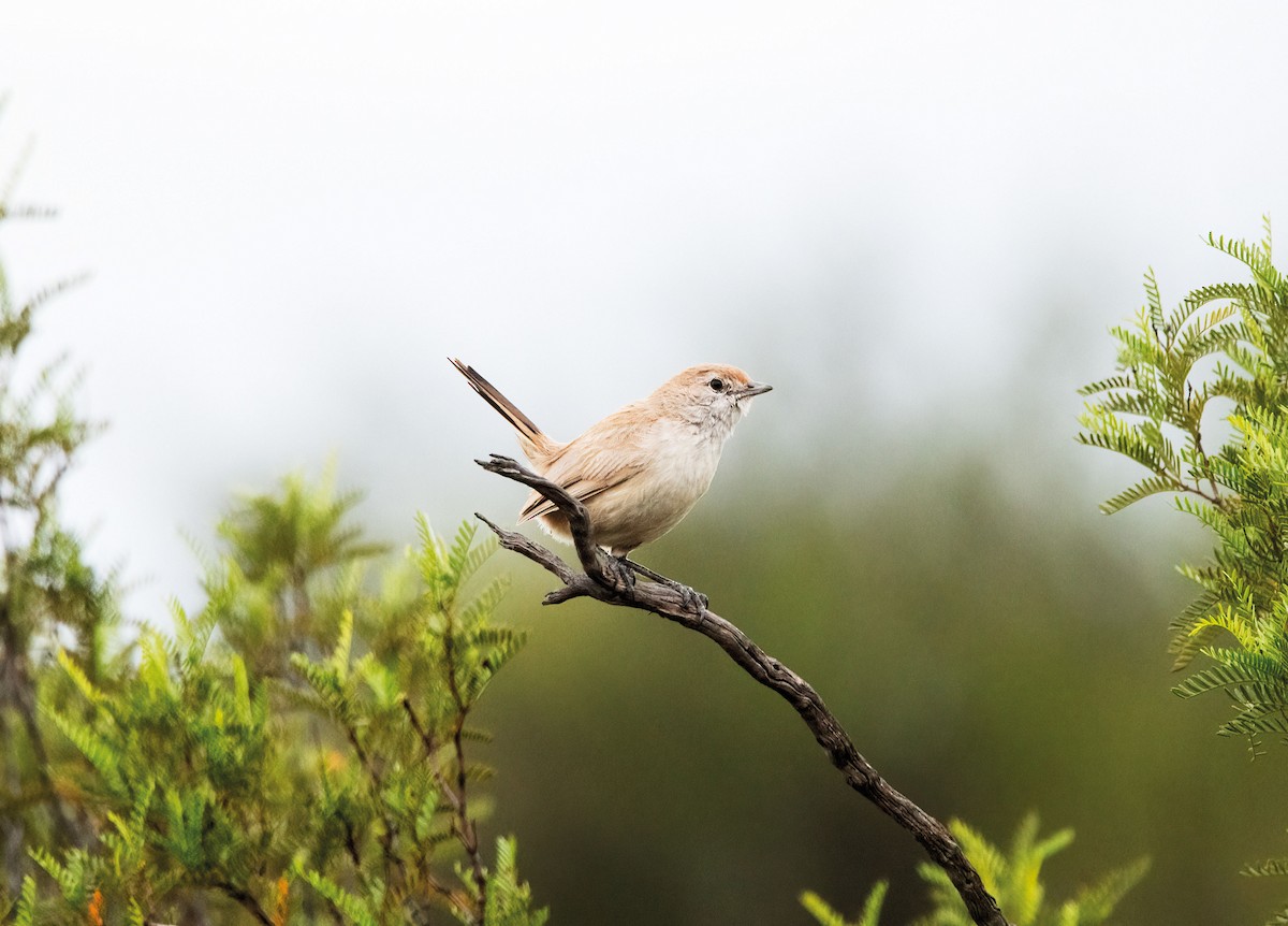 Sandy Gallito - ML646541337