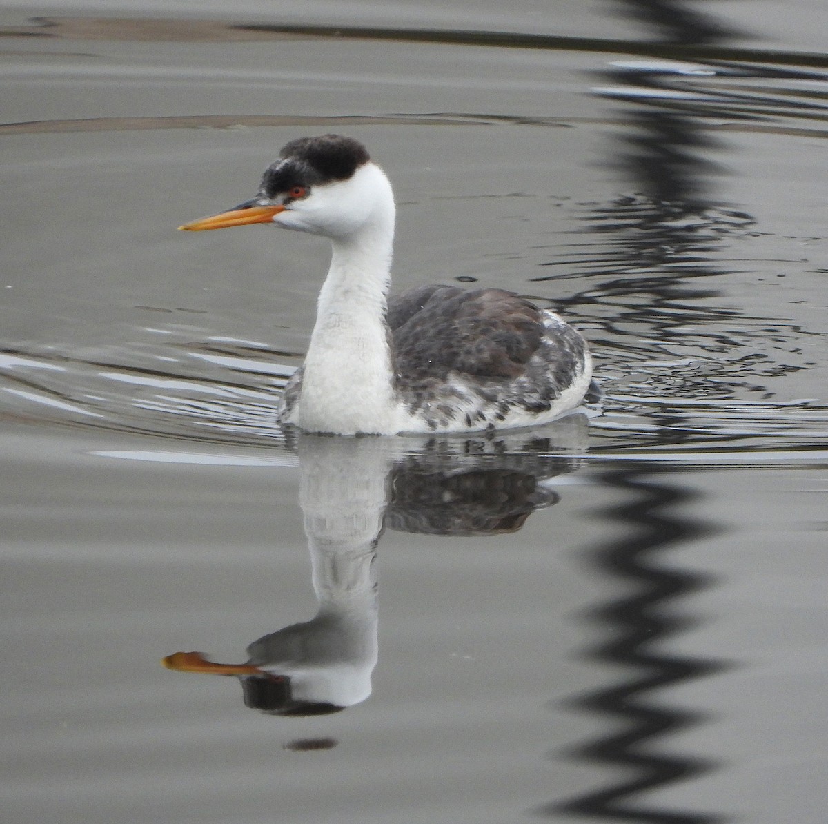 Clark's Grebe - ML646541339