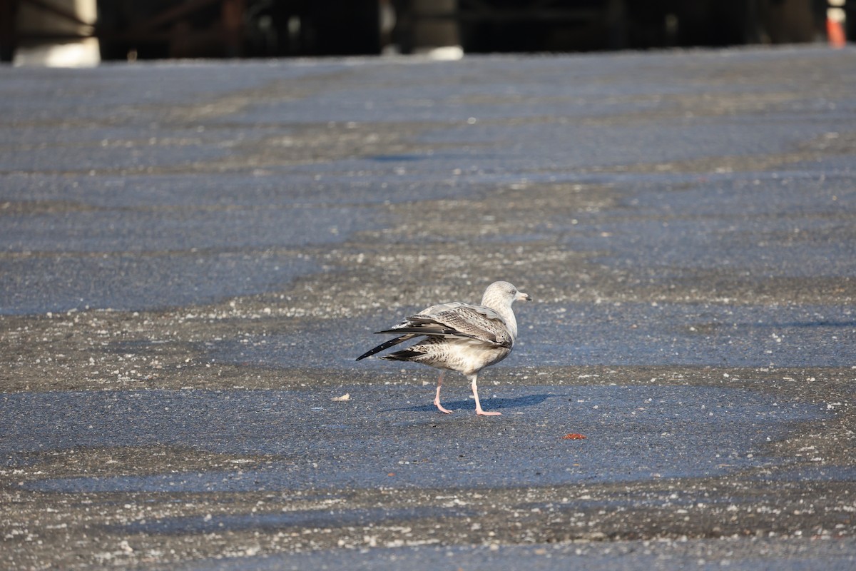 鷗亞科 - ML646541340