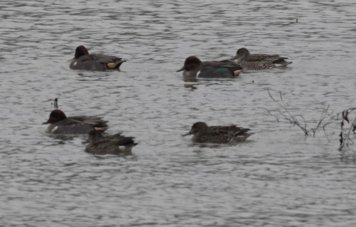 小水鴨 - ML646541342