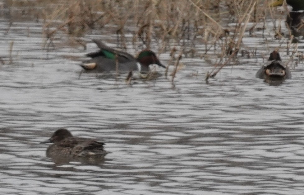 小水鴨 - ML646541343