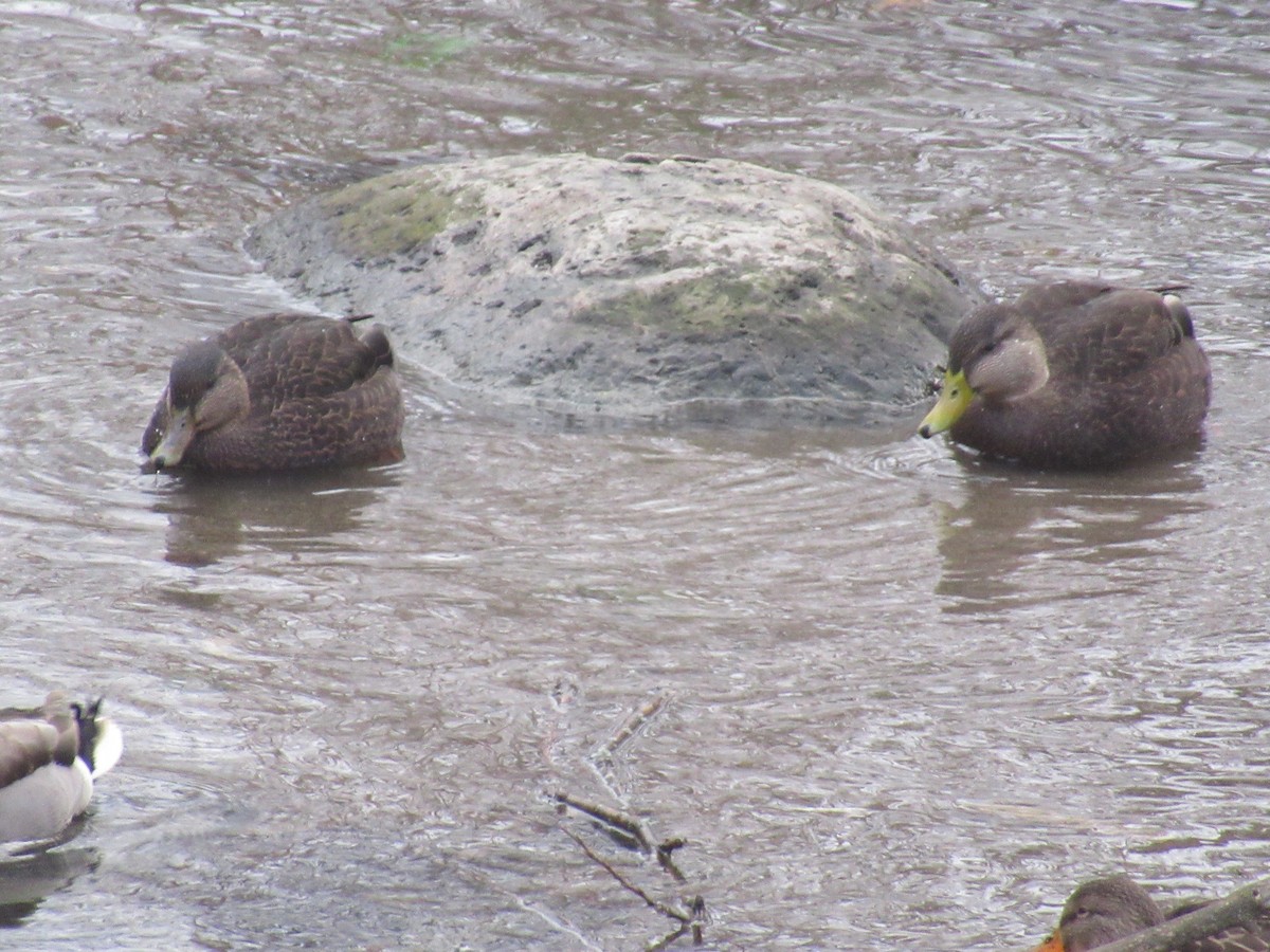 American Black Duck - ML646541344