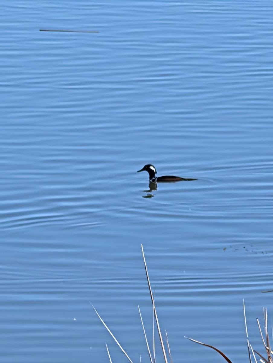 オウギアイサ - ML646541345