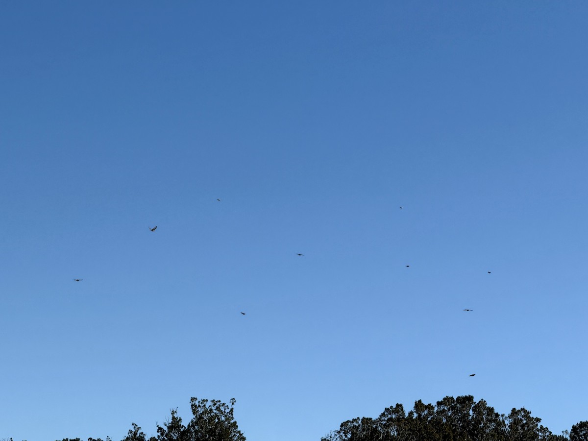 Блакитник західний - ML646541350