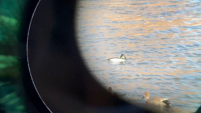 Common Goldeneye - ML646541351