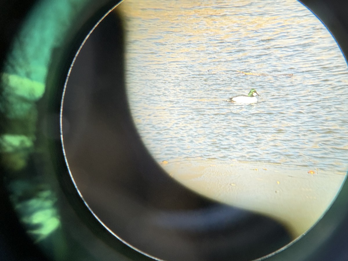 Common Goldeneye - ML646541352