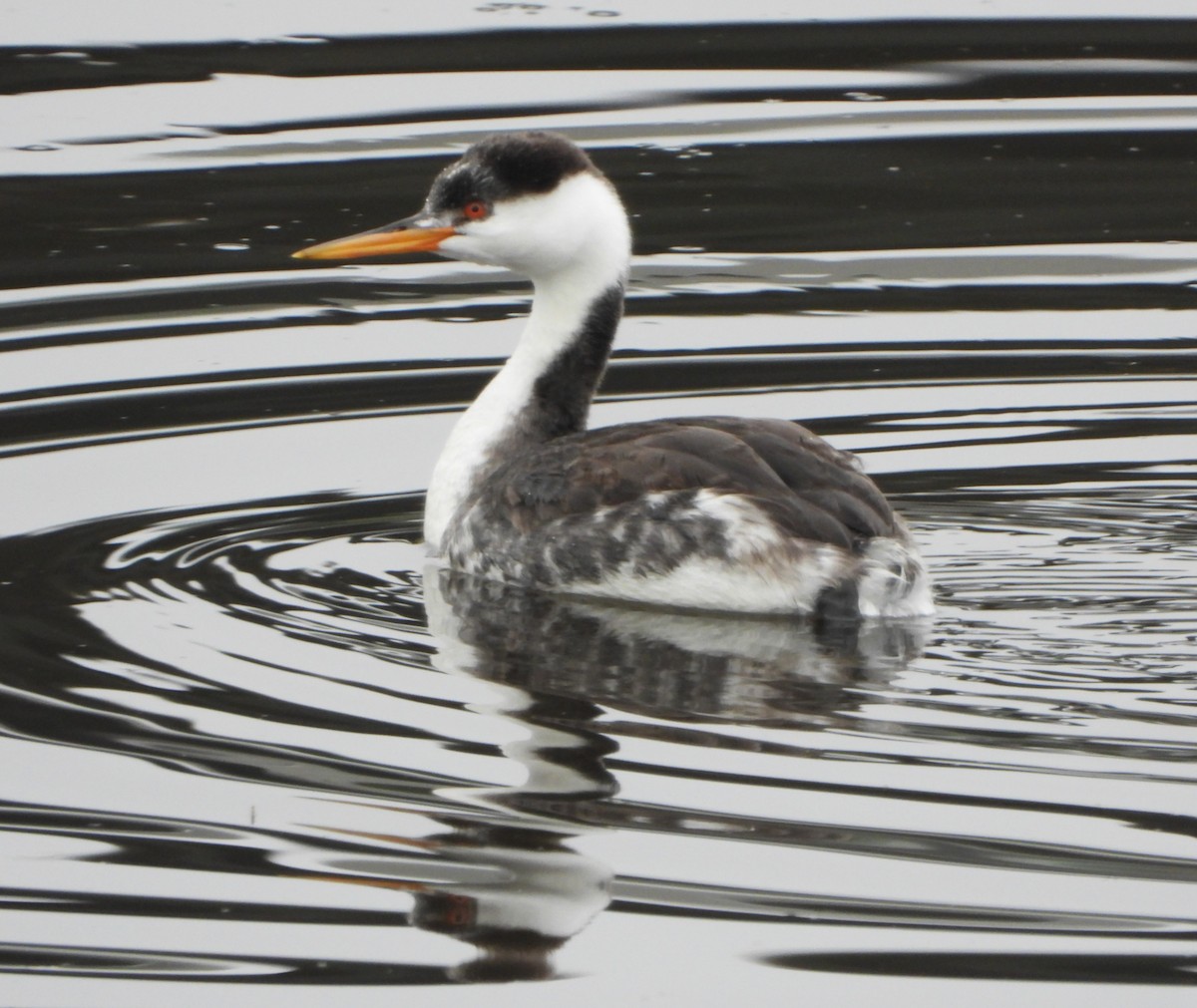 Clark's Grebe - ML646541355