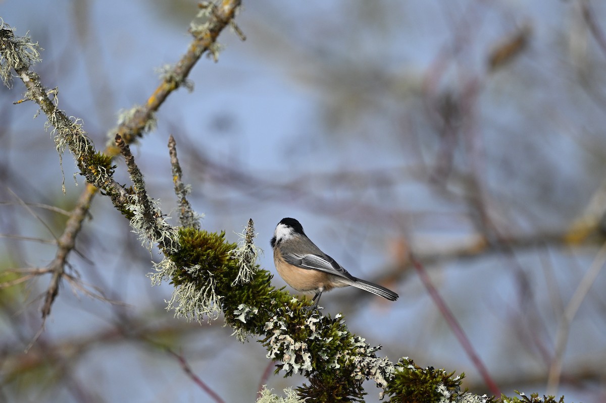 Черношапочная гаичка - ML646541360