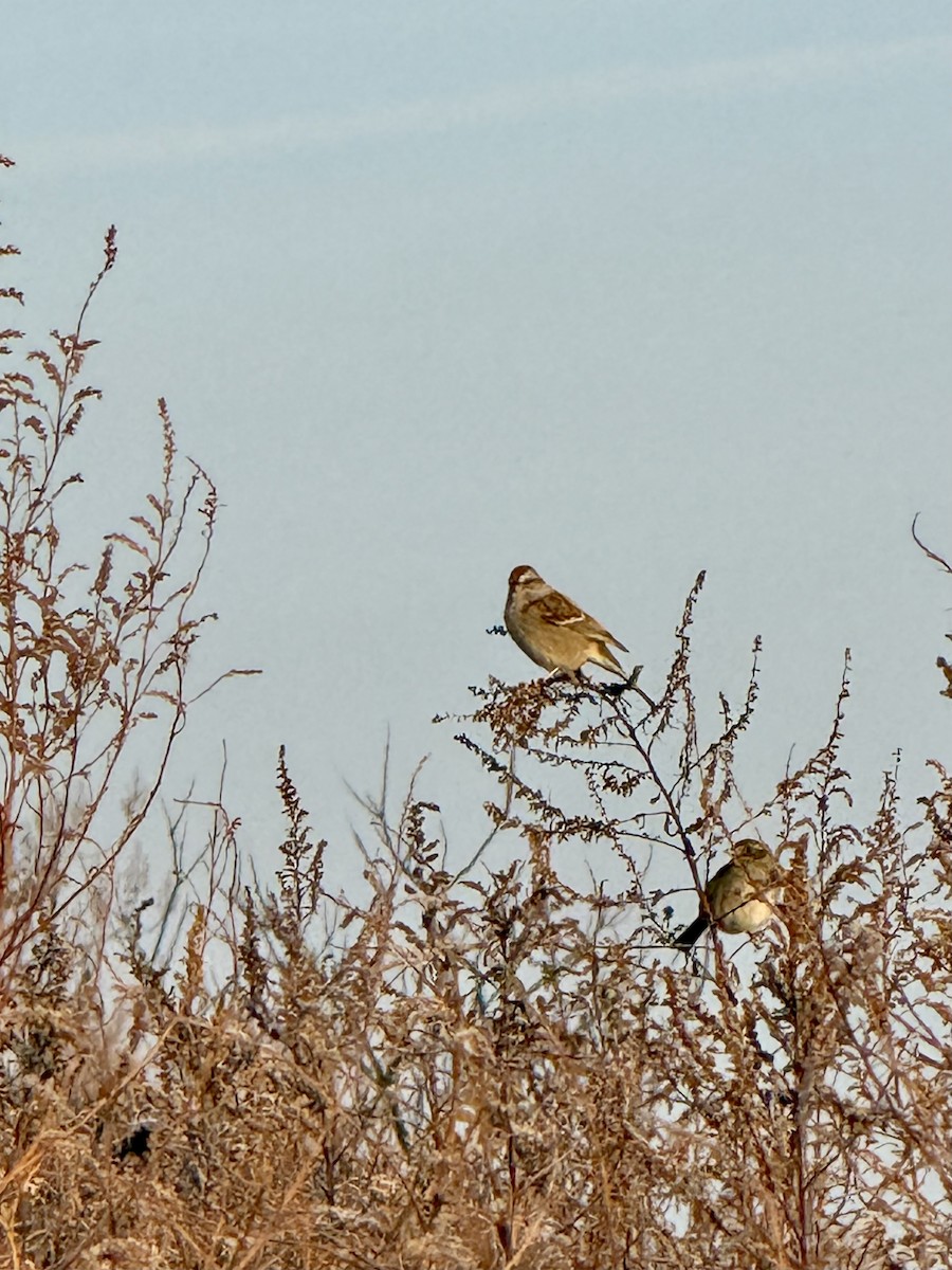 Baumammer - ML646541365