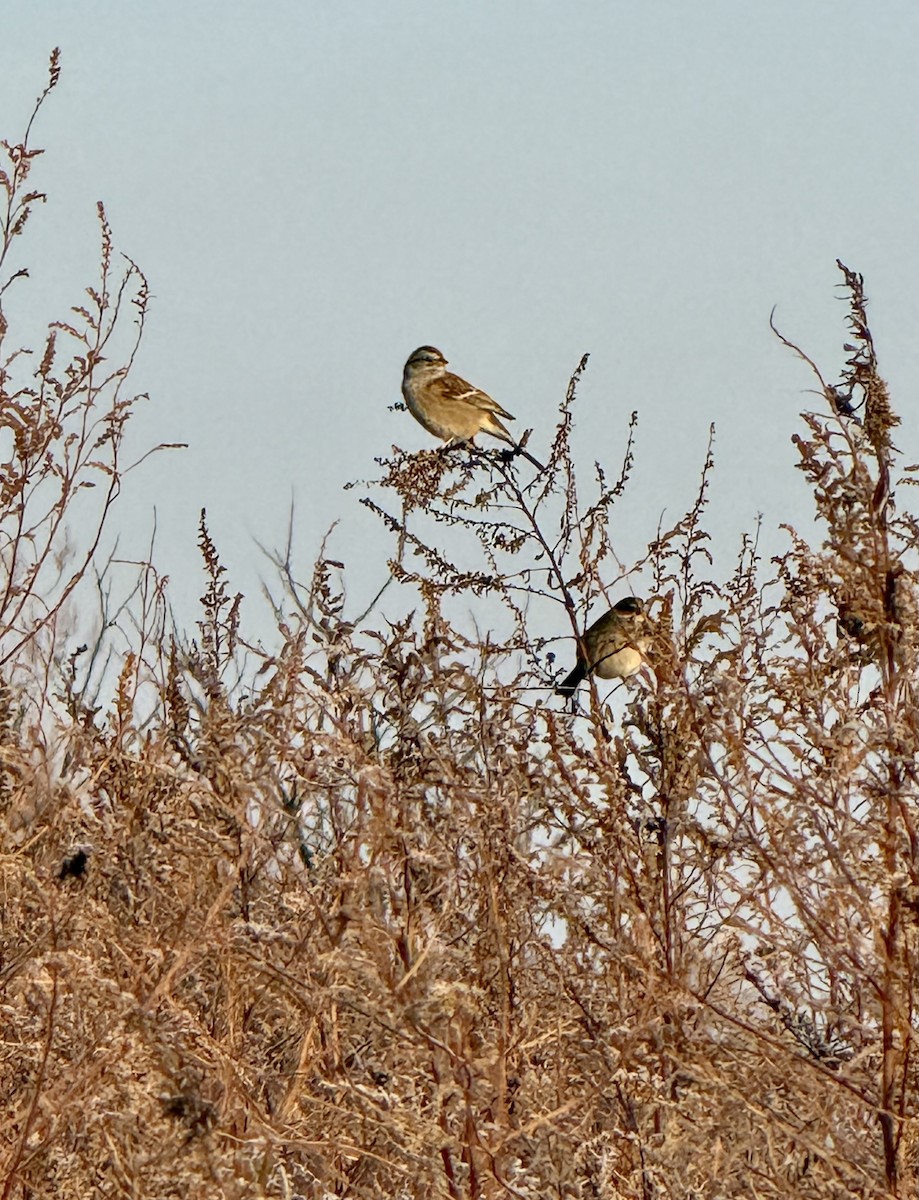 Baumammer - ML646541366