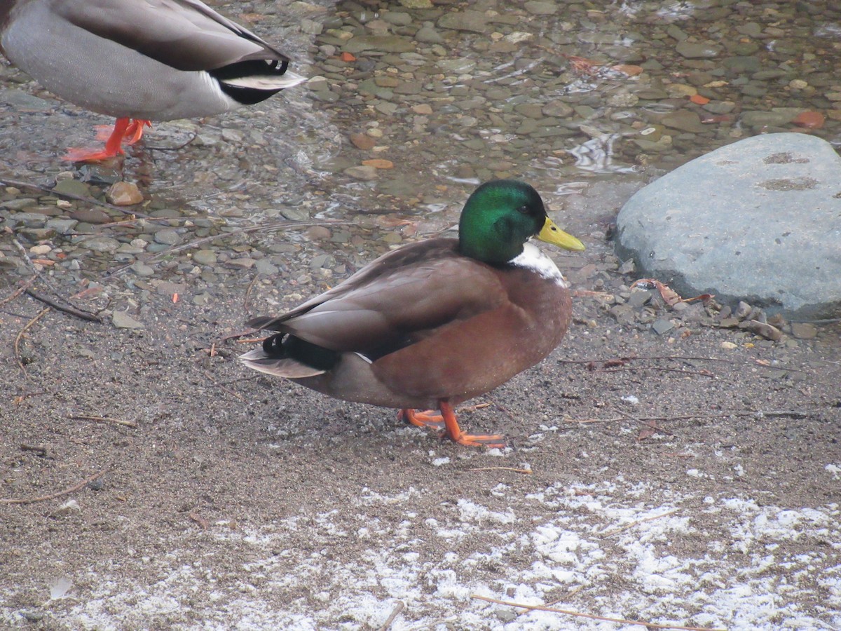 綠頭鴨(馴化) - ML646541367