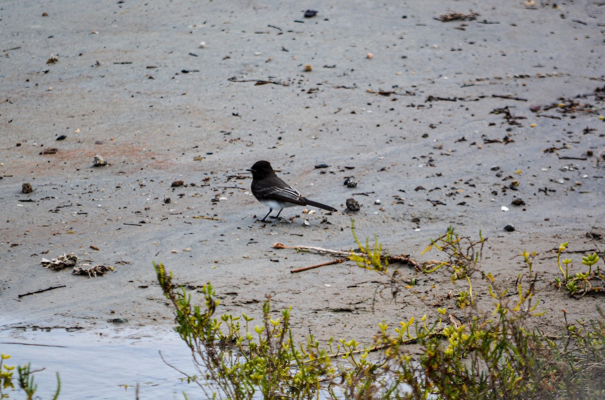 Black Phoebe - ML646541368