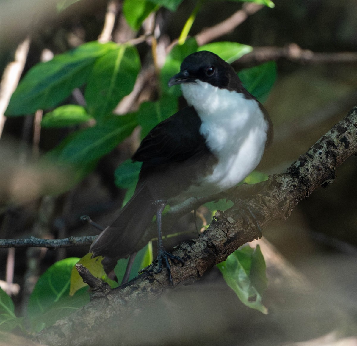 St. Lucia Thrasher - ML646541371