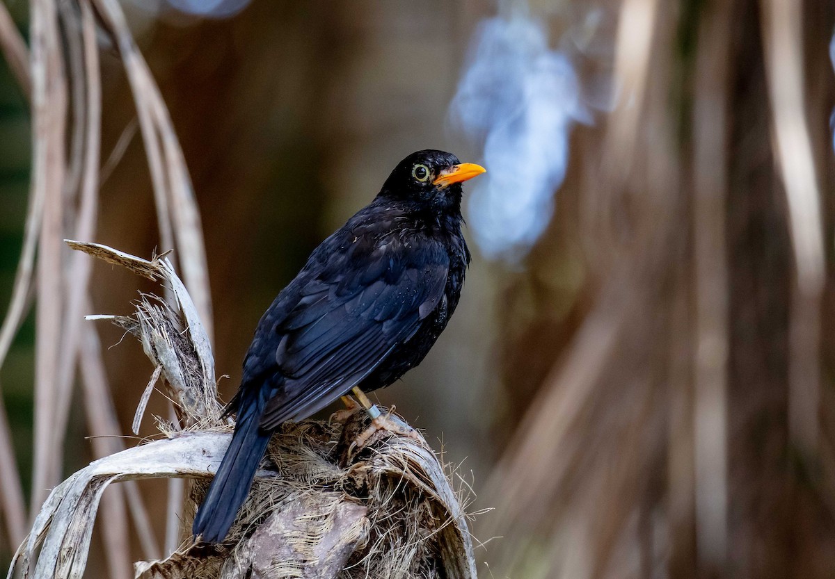 Eurasian Blackbird - ML646541375