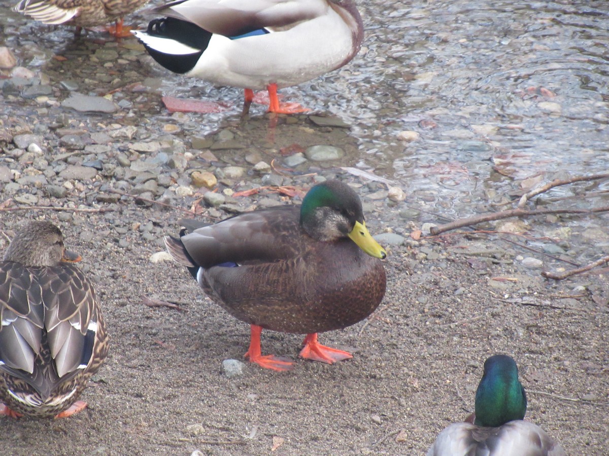Mallard x American Black Duck (hybrid) - ML646541376