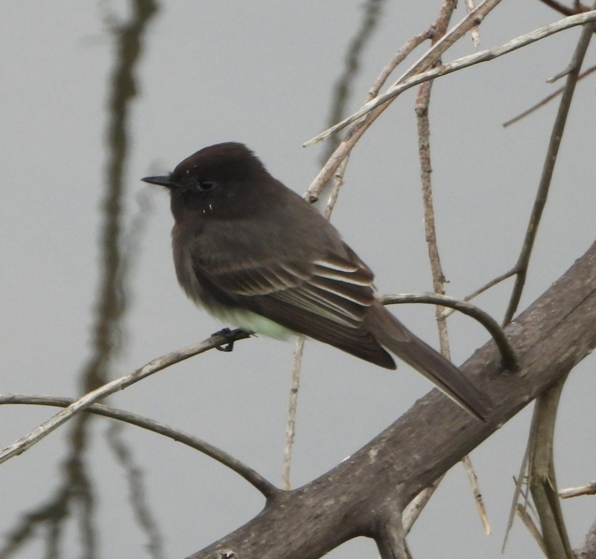 Black Phoebe - ML646541379