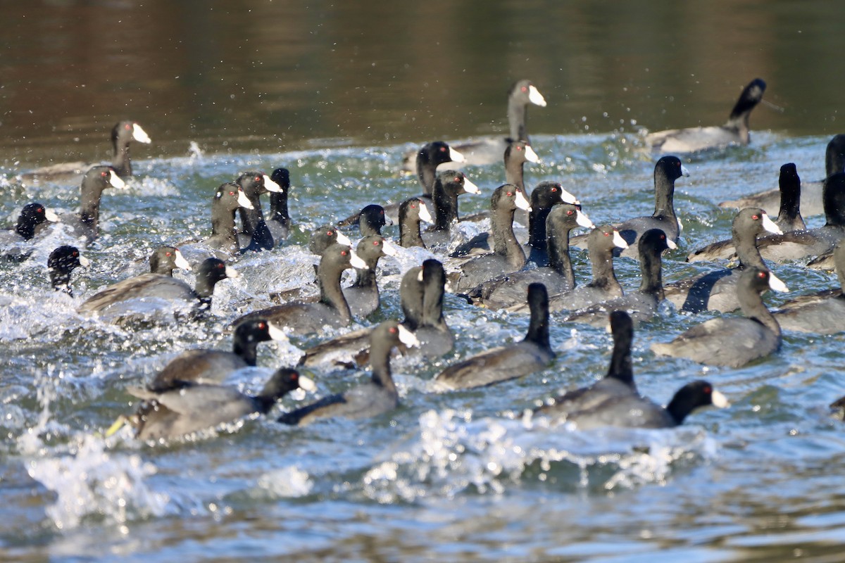 American Coot - ML646541380