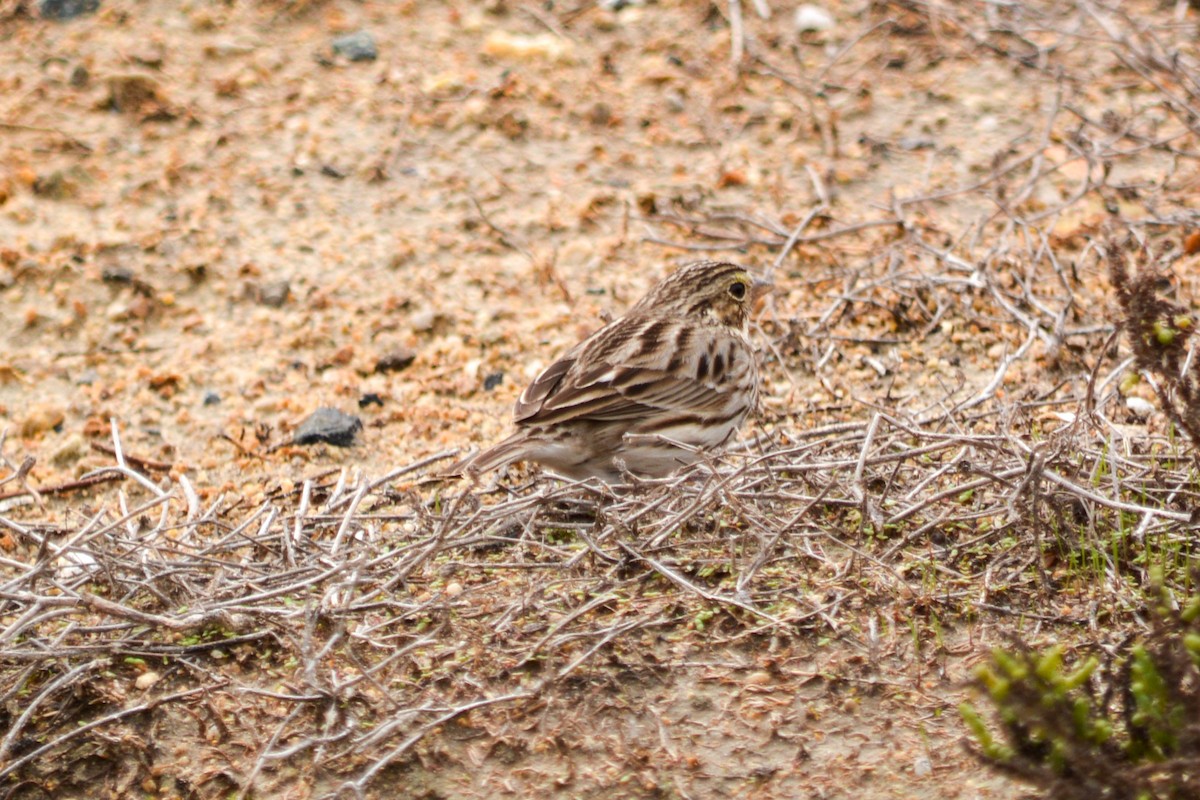 Savannah Sparrow - ML646541382