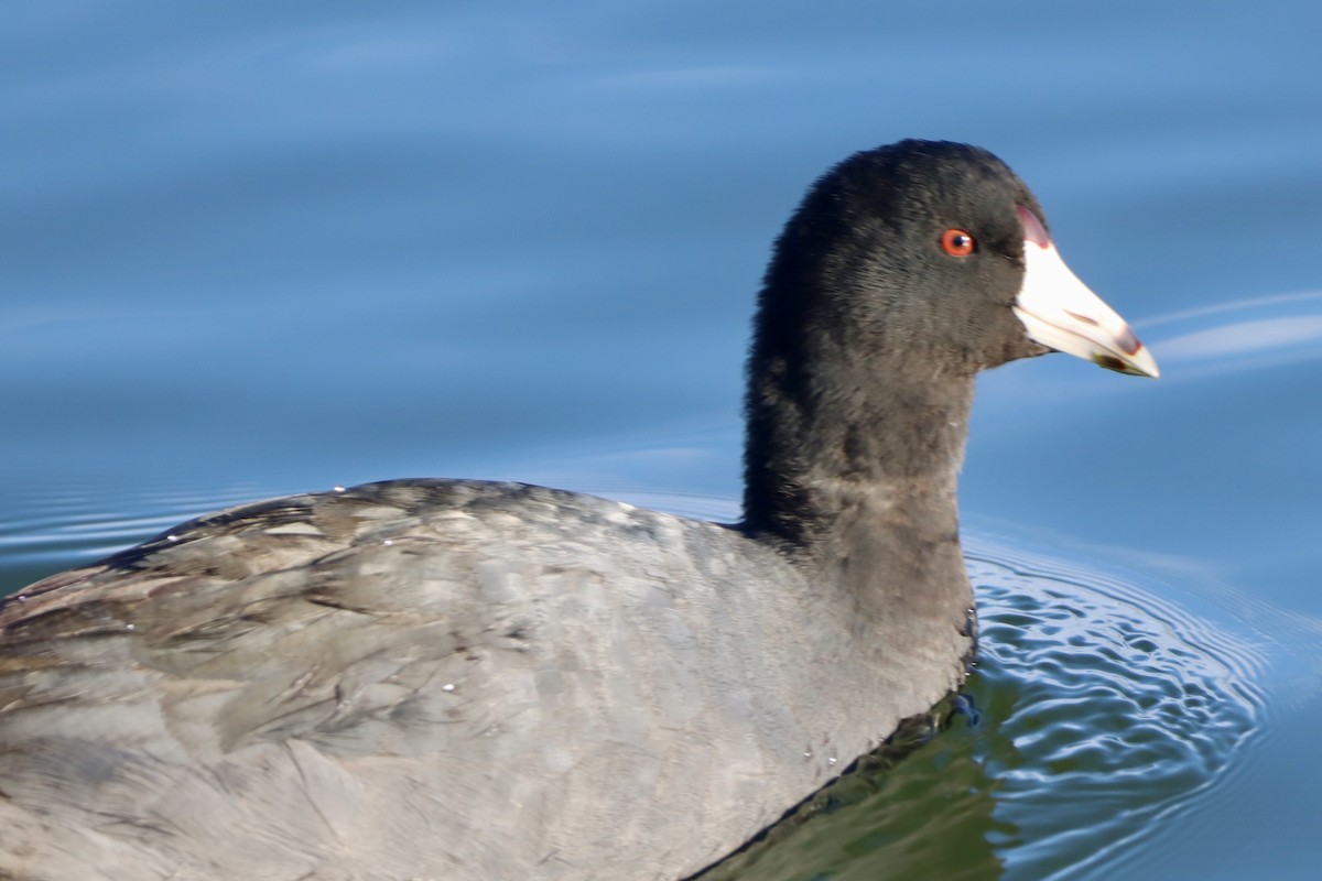 American Coot - ML646541387