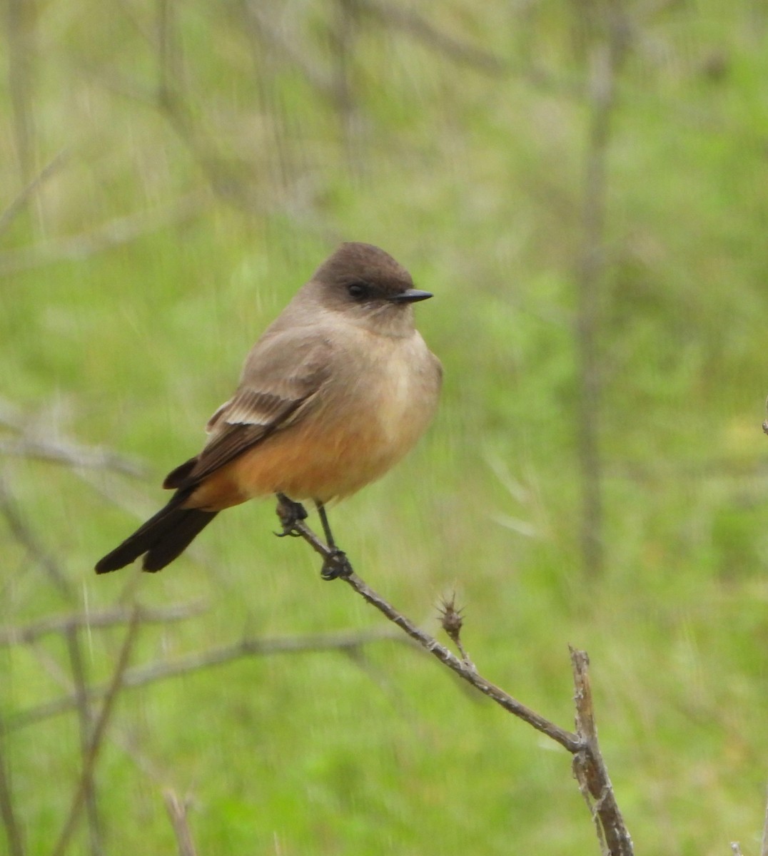 Say's Phoebe - ML646541390