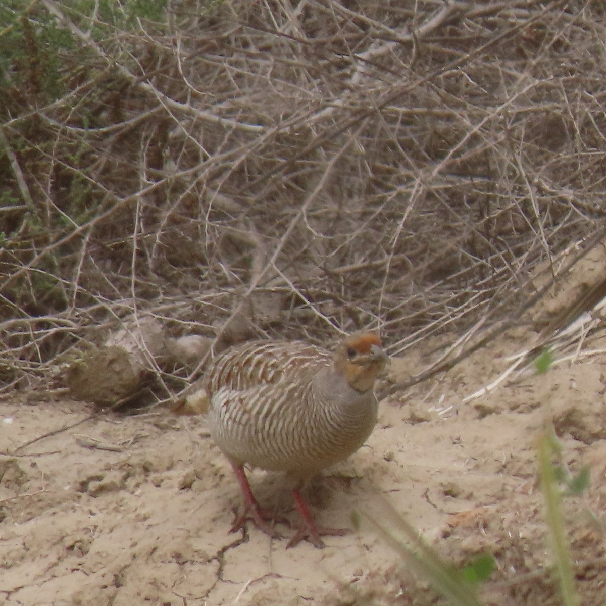 Gray Francolin - ML646541391