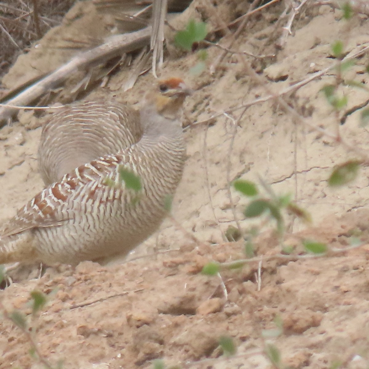 Gray Francolin - ML646541392