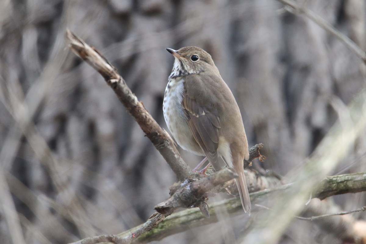 drozd rezavoocasý - ML646541393