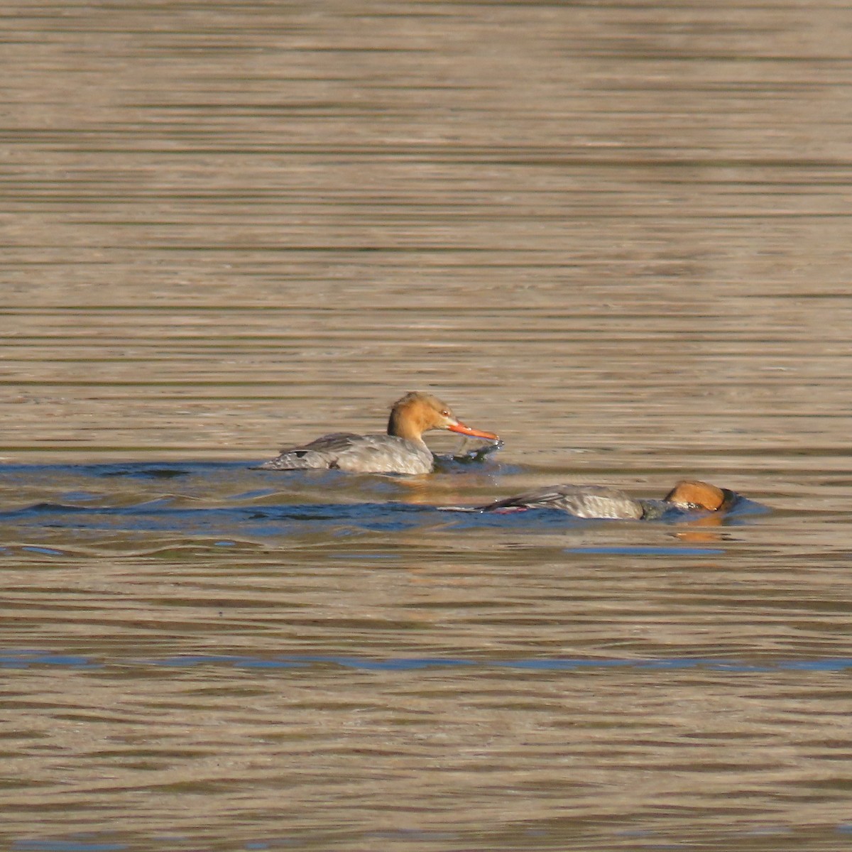 ウミアイサ - ML646541394