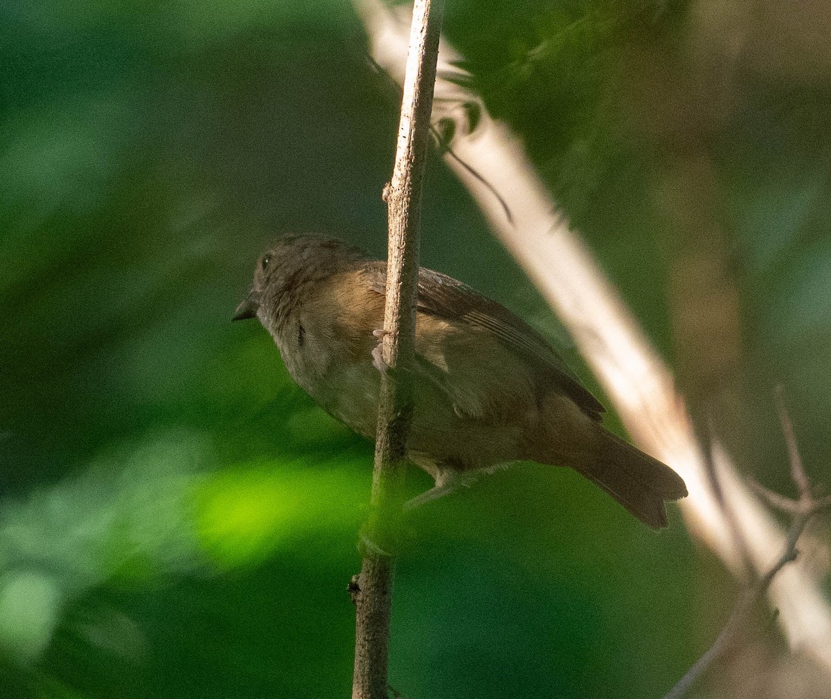 Санталюсийский семилеро - ML646541395