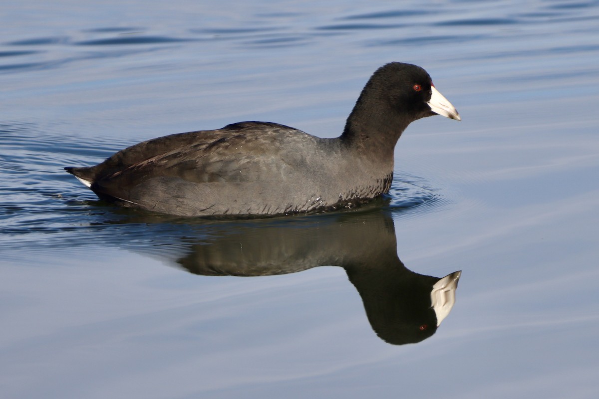 American Coot - ML646541396