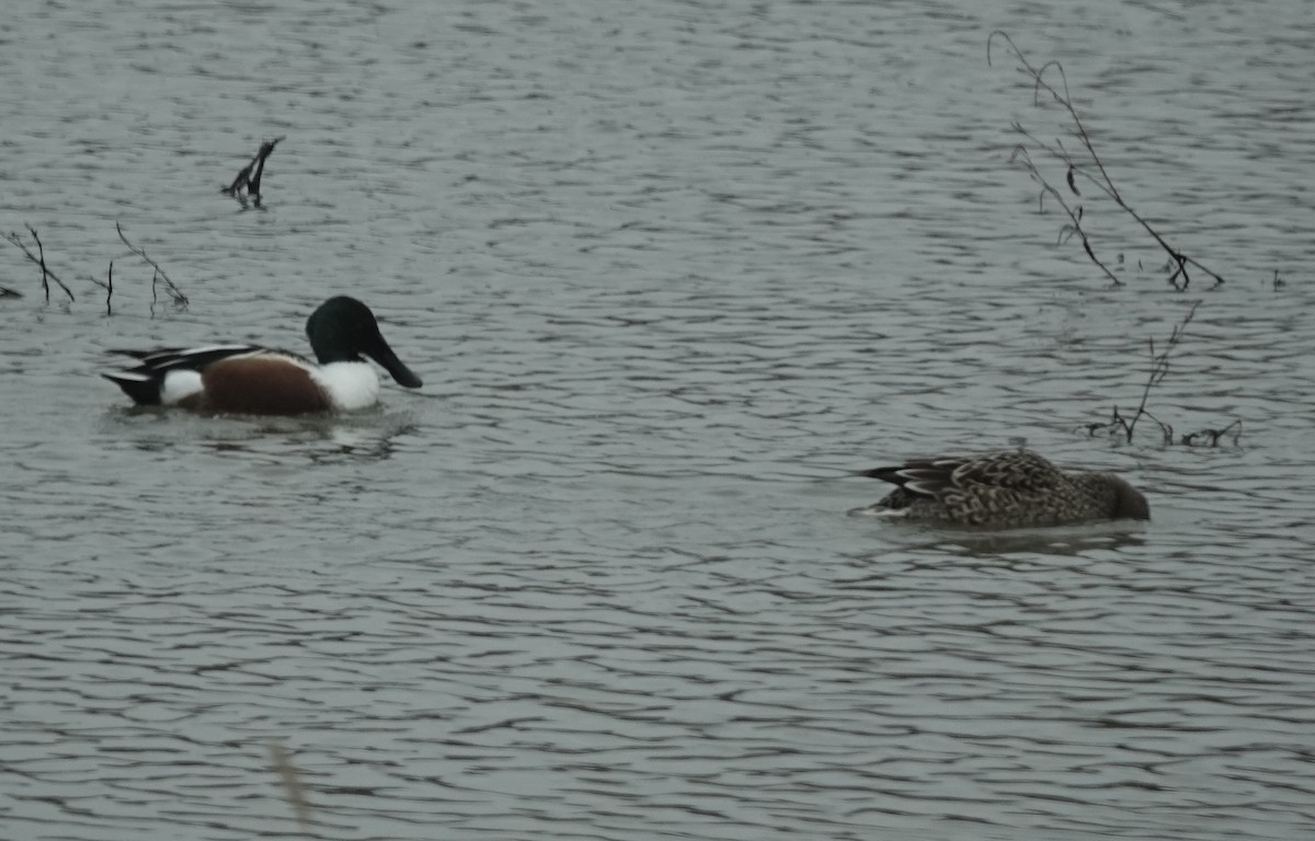 琵嘴鴨 - ML646541397