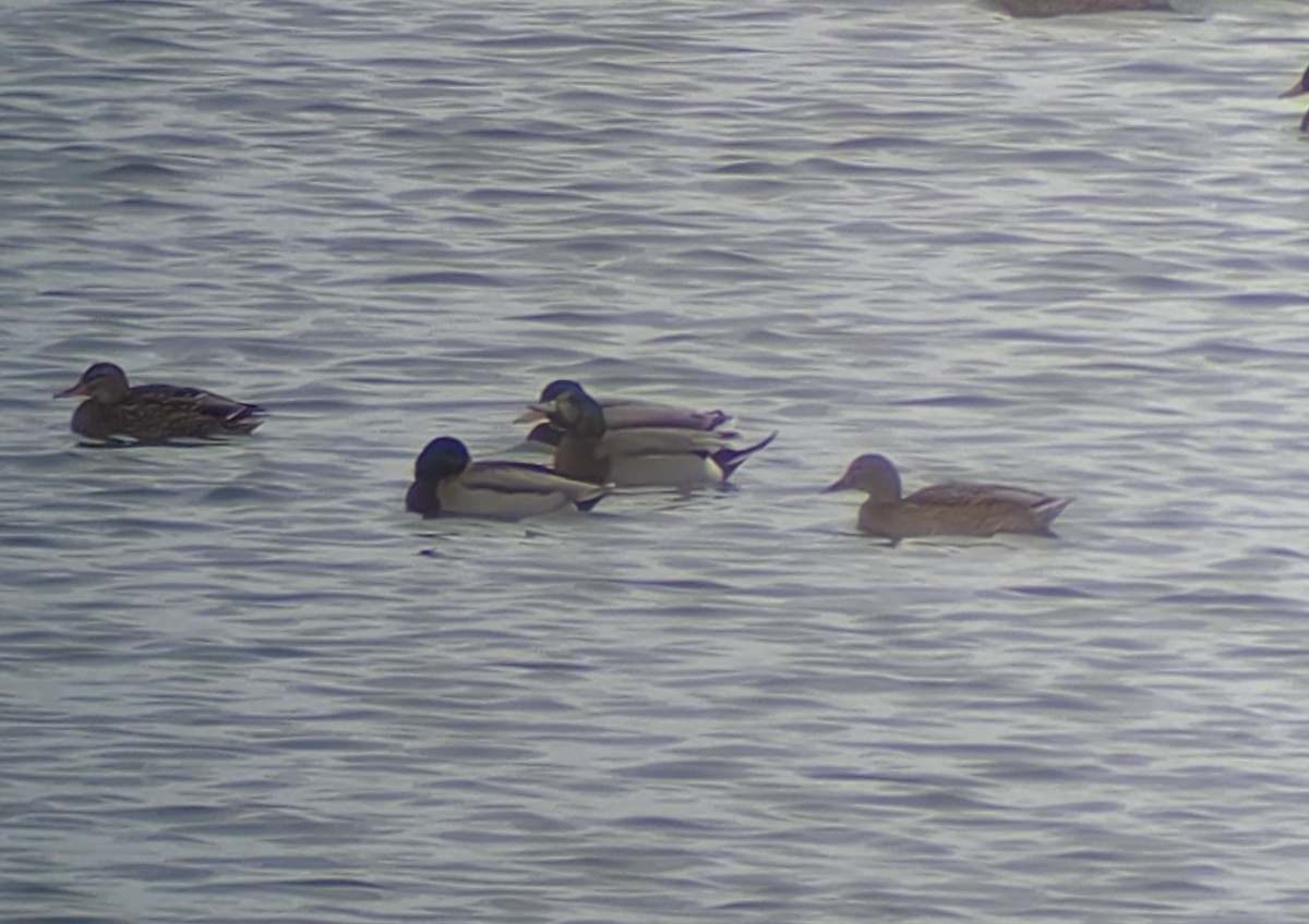American Wigeon x Mallard (hybrid) - ML646541398