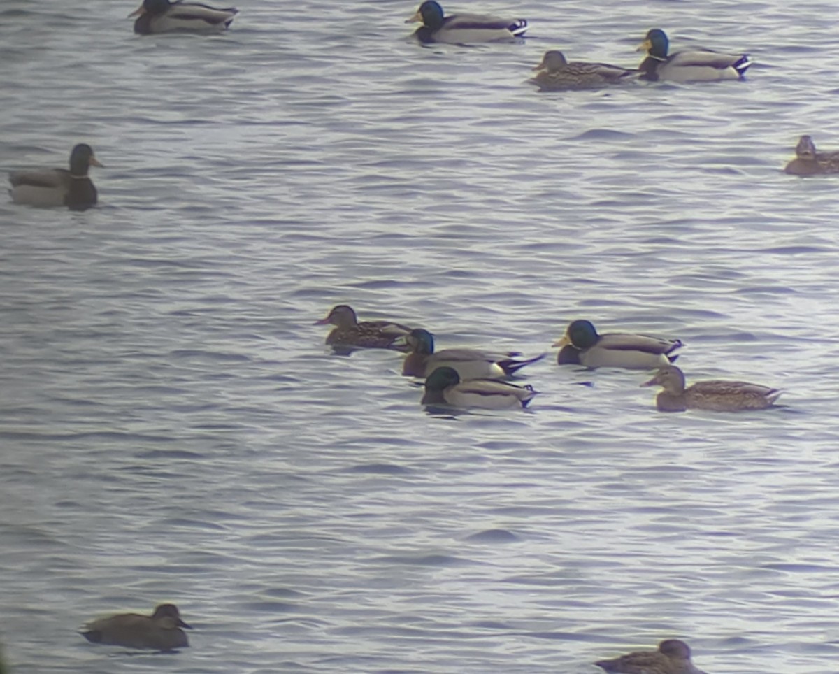 American Wigeon x Mallard (hybrid) - ML646541399