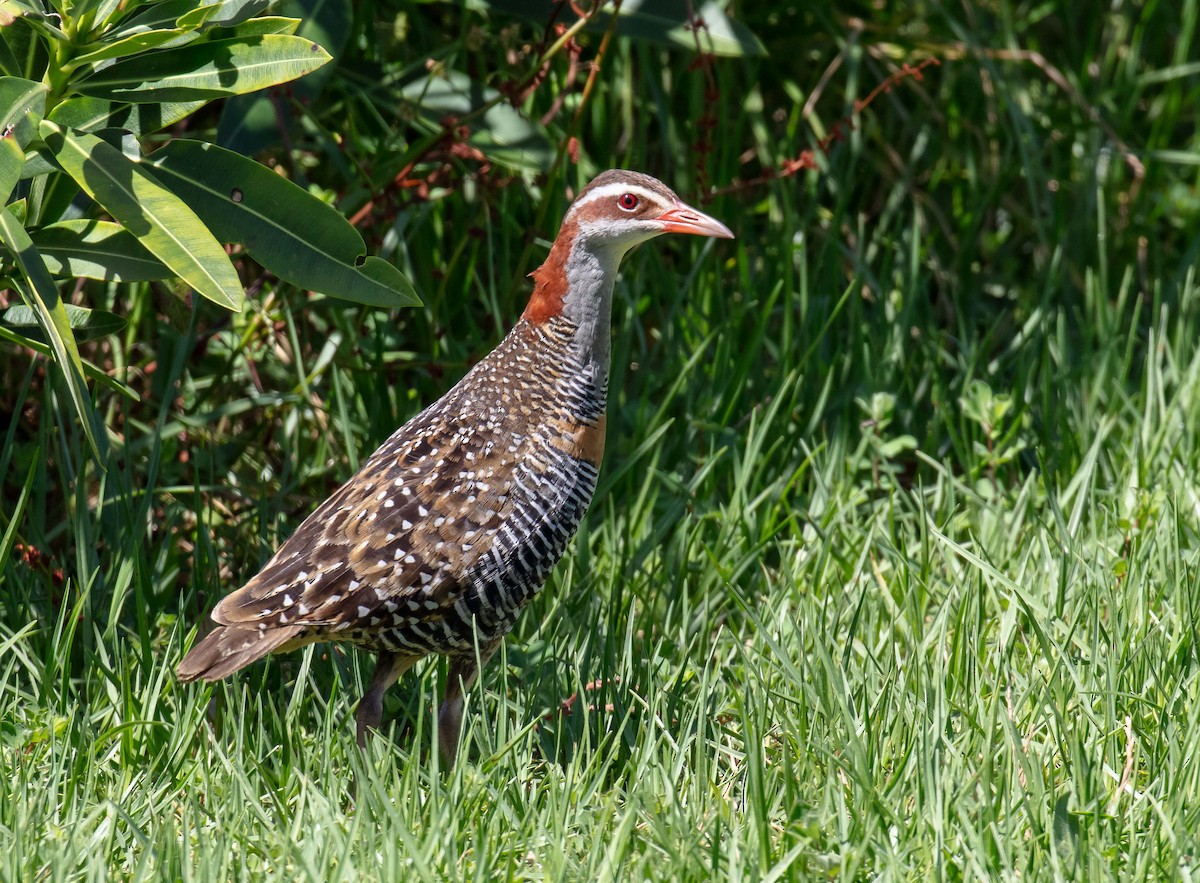 Buff-banded Rail - ML646541402