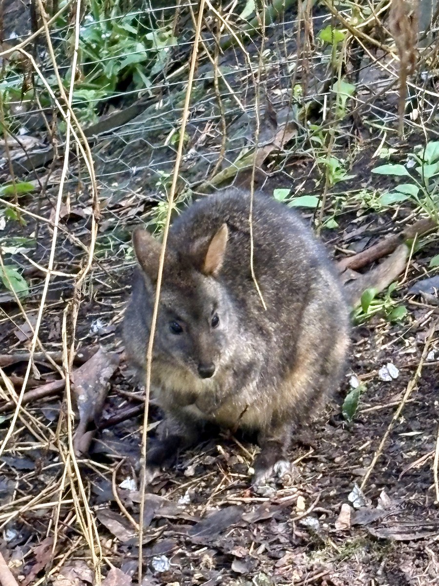 Red-necked Pademelon - ML646541403