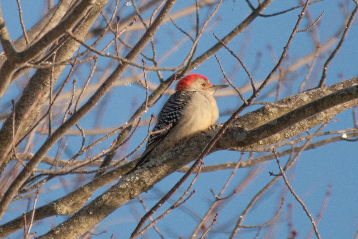 Гіла каролінська - ML646541404