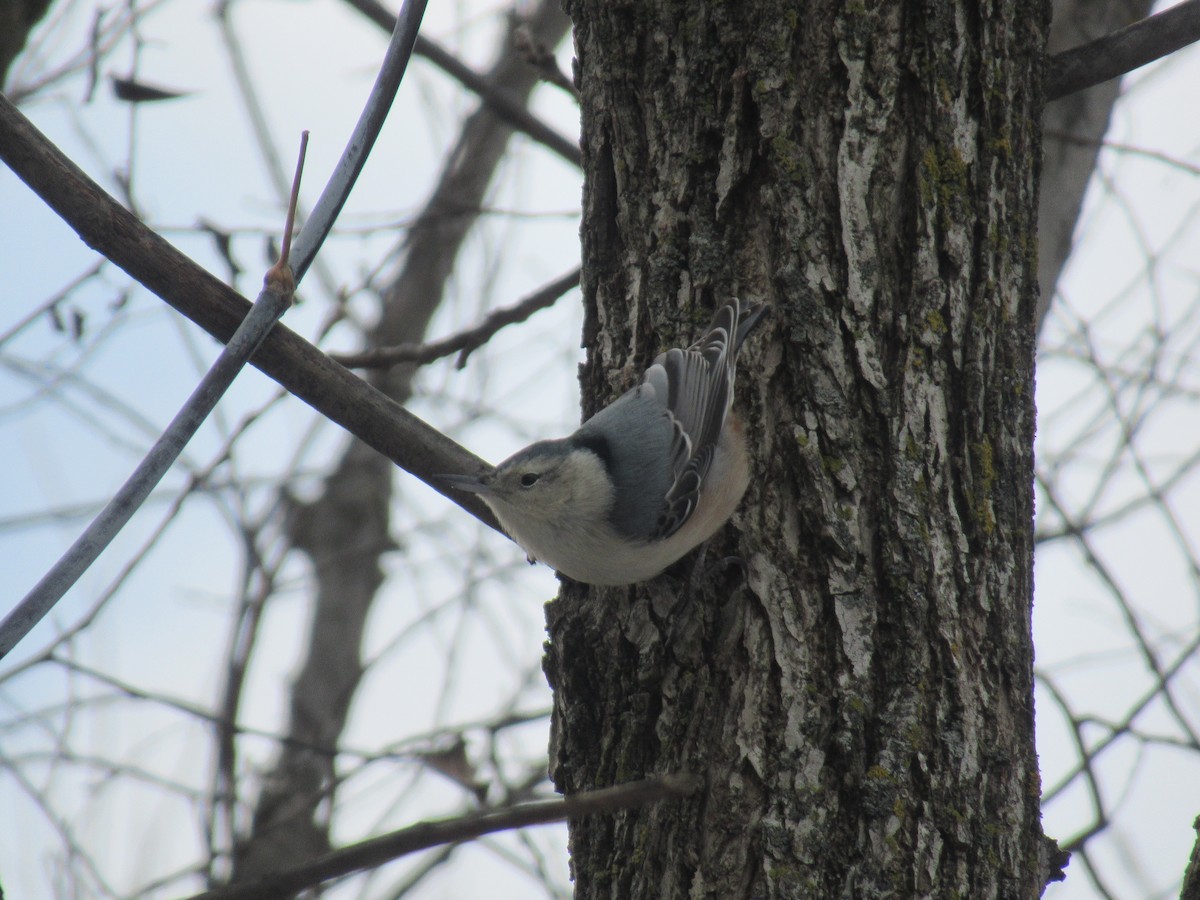White-breasted Nuthatch - ML646541405