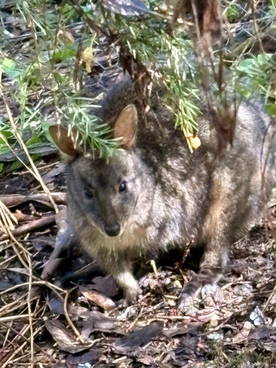 Red-necked Pademelon - ML646541407