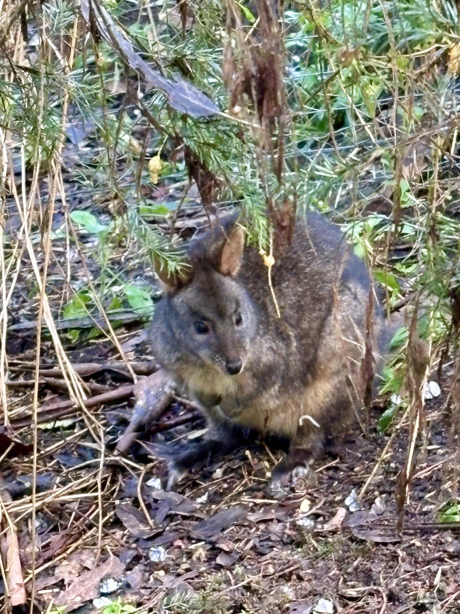 Red-necked Pademelon - ML646541409