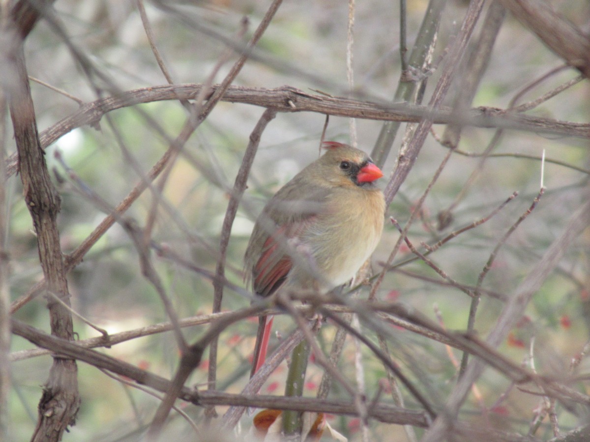 Northern Cardinal - ML646541413