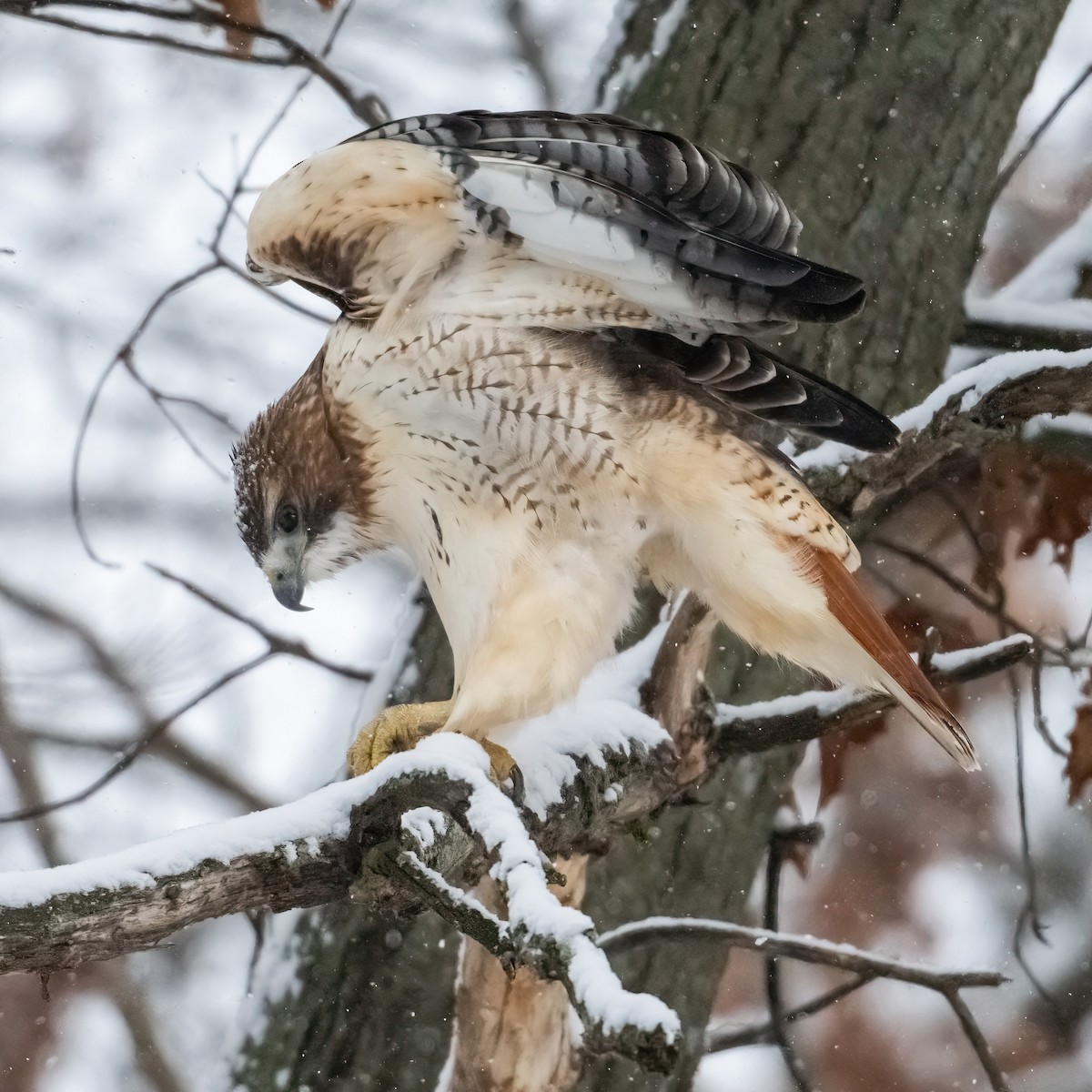 Red-tailed Hawk - ML646541414