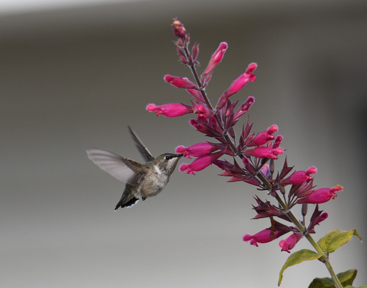 Black-chinned Hummingbird - ML646541419