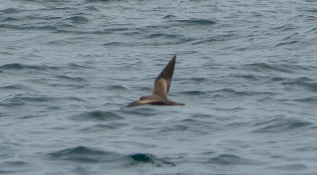 Least Storm-Petrel - ML646541421