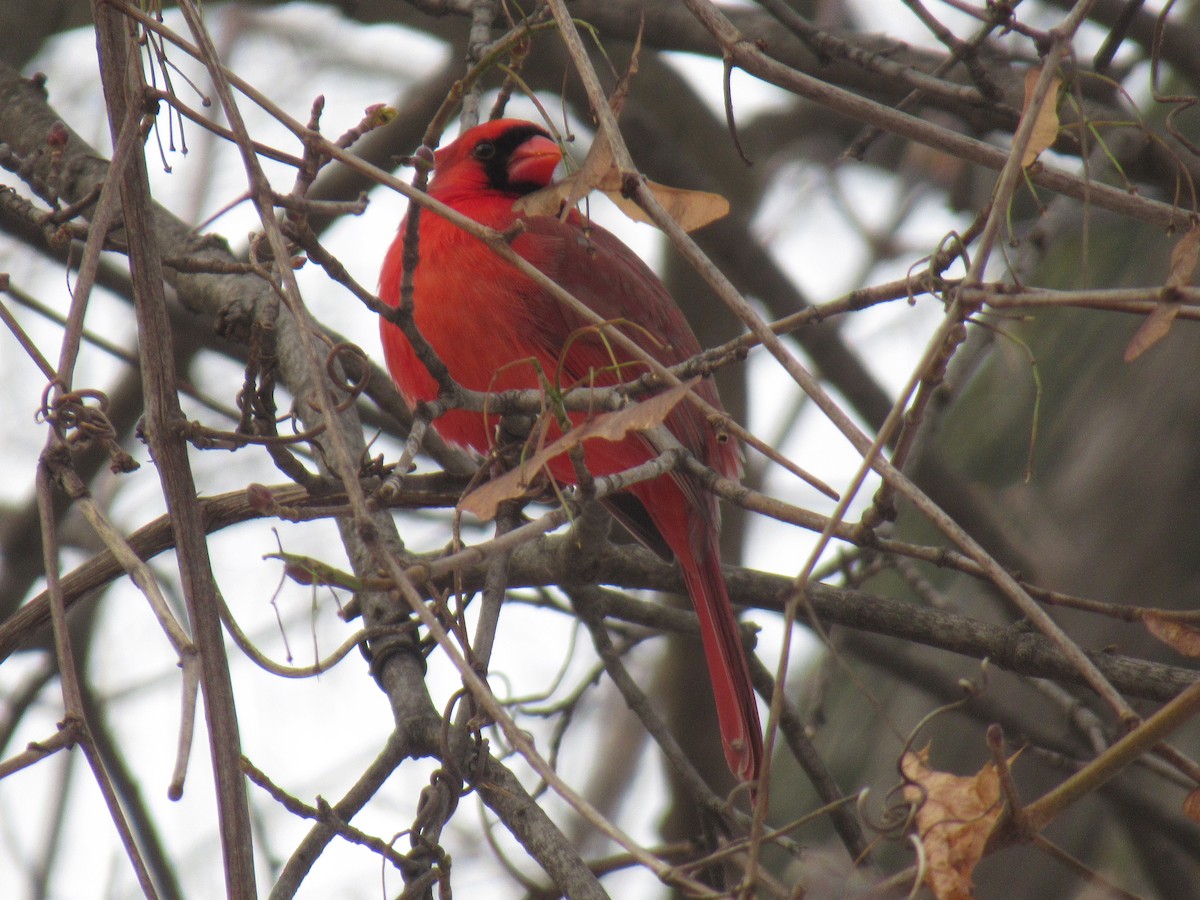 Northern Cardinal - ML646541422