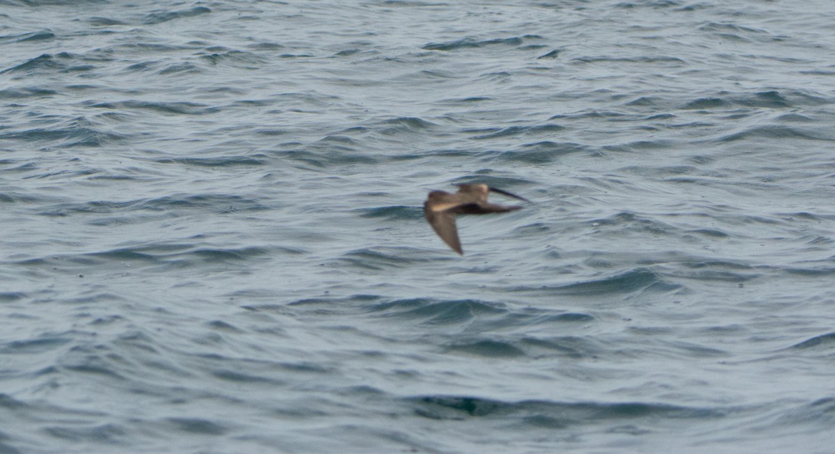 Least Storm-Petrel - ML646541424