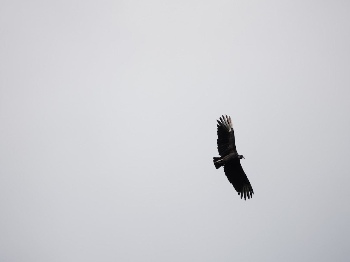 Black Vulture - ML646541425