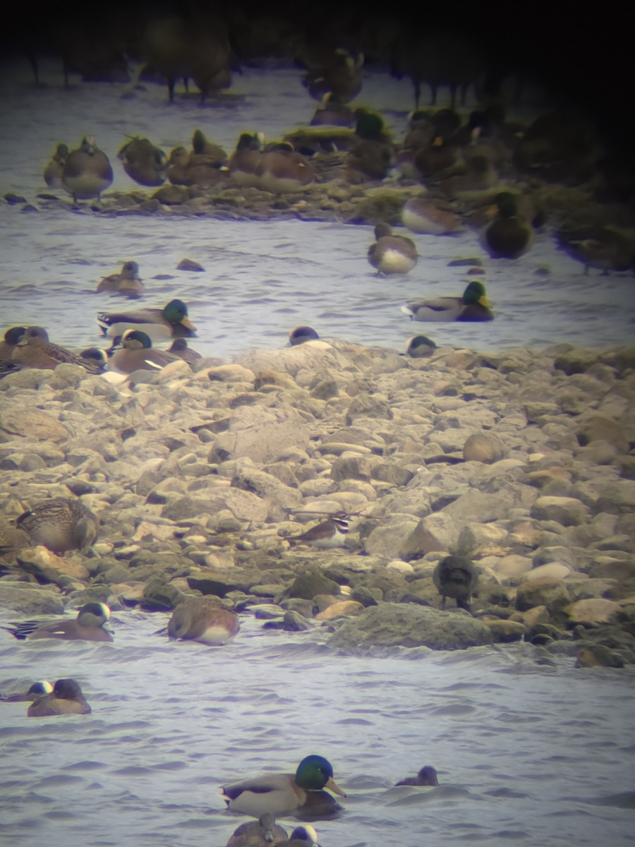 Pluvier kildir - ML646541426