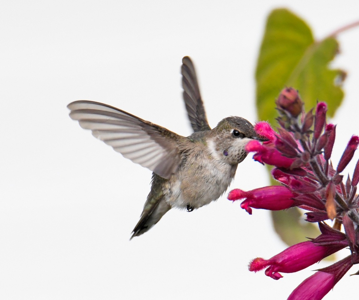 Black-chinned Hummingbird - ML646541427